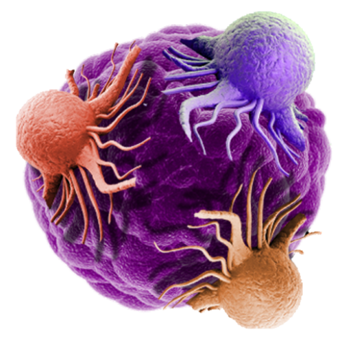 Tumor Models Boston Favicon